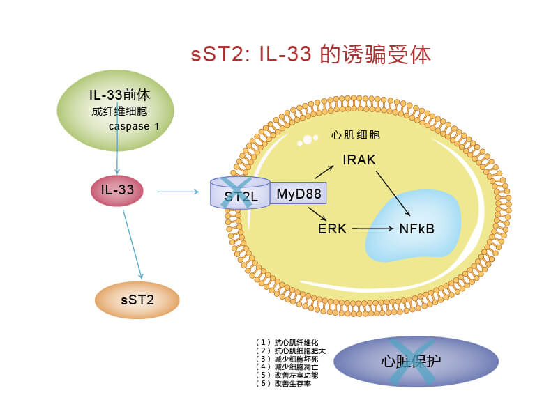 ST2L/IL-33信號通路與sST2的關系