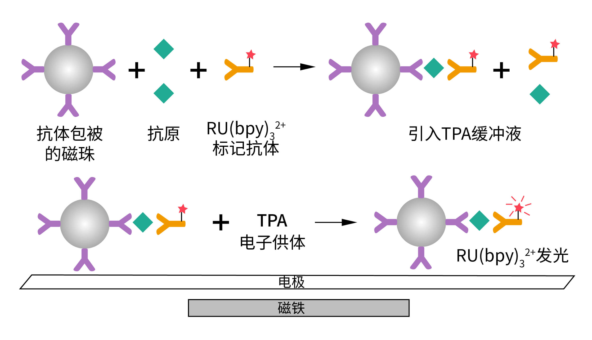 電化學發光免疫分析