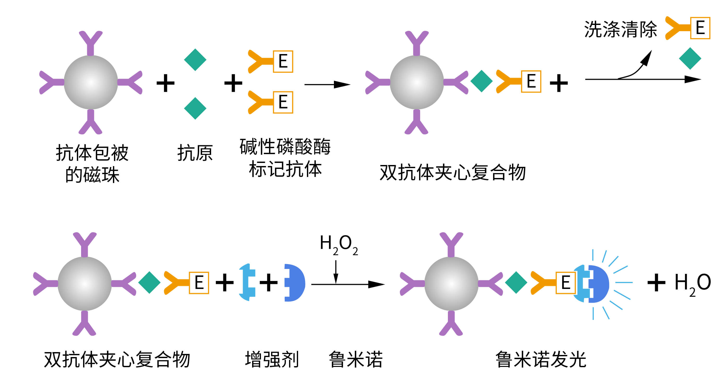 魯米諾+HRP發光體系