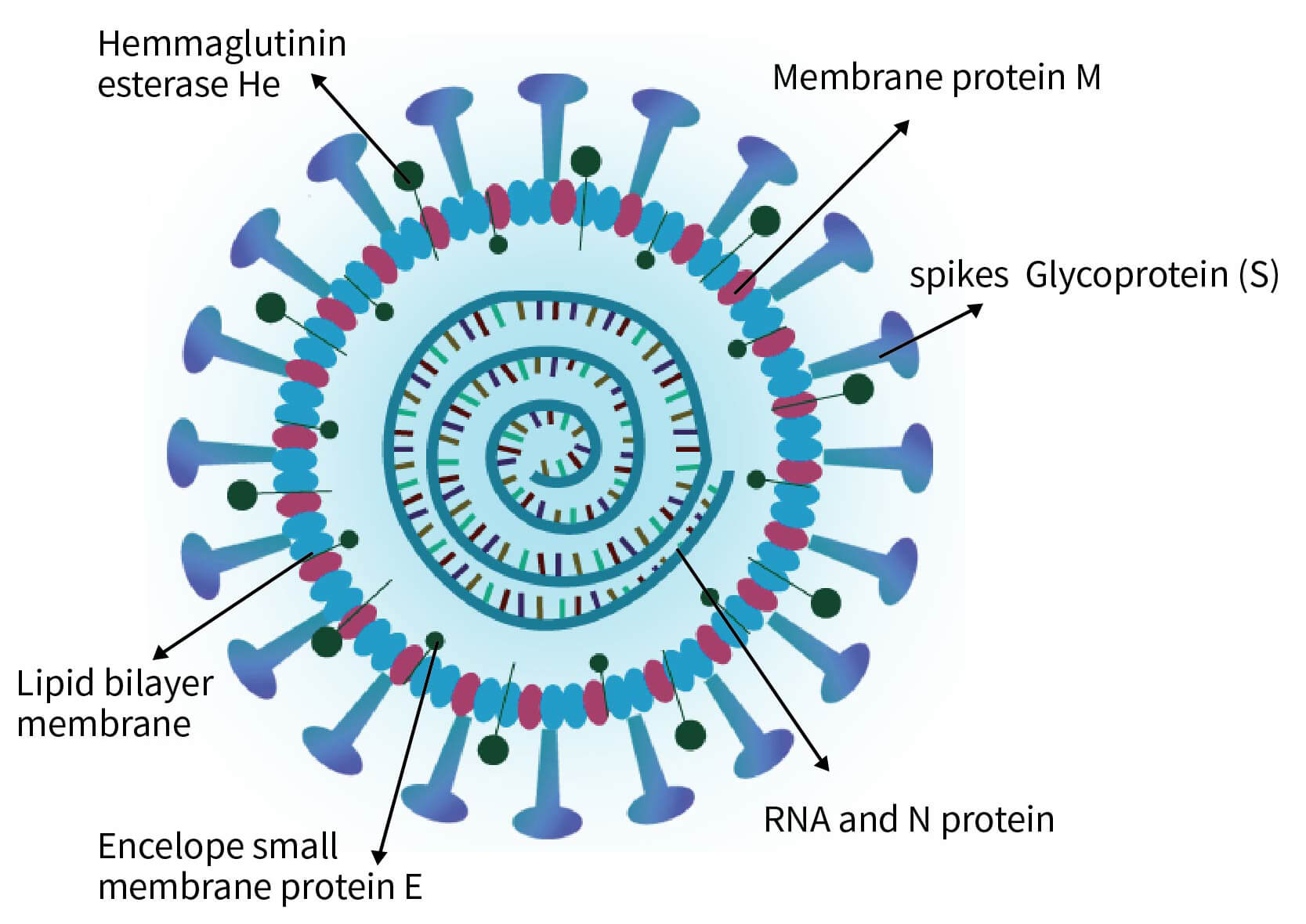 新型冠狀病毒結構