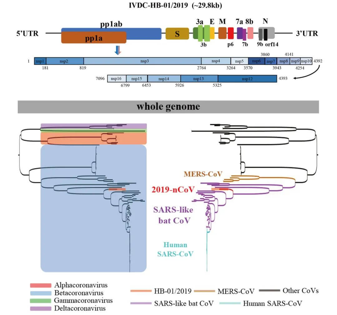 SARS和2019-nCoV基因上的差異