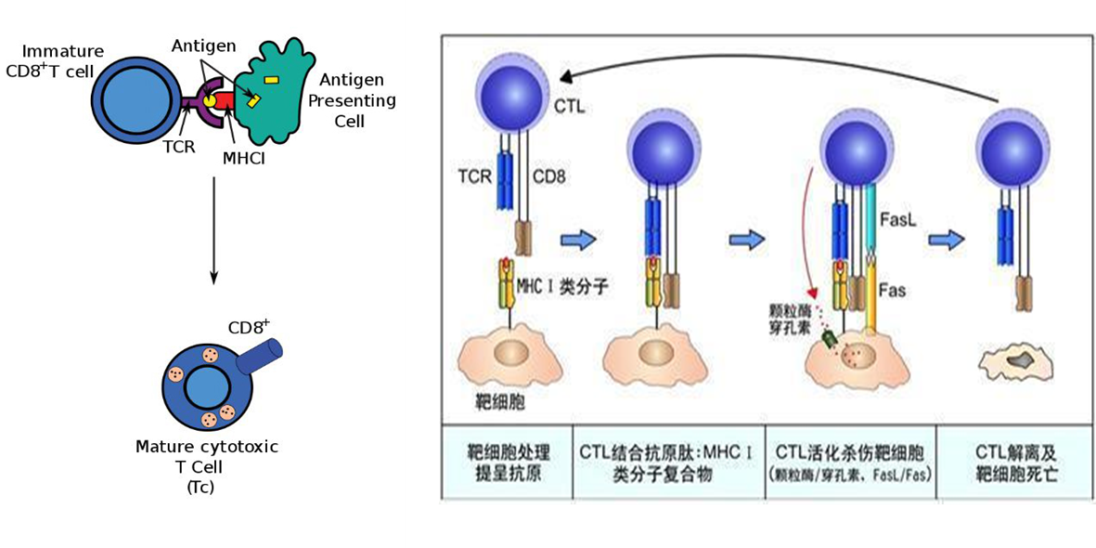 CTL介導的細胞毒效應