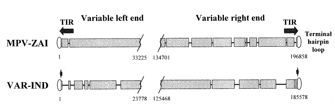 Schematic diagram of the terminal species-specific variable genome regions of MPV-ZAI and VAR-IND