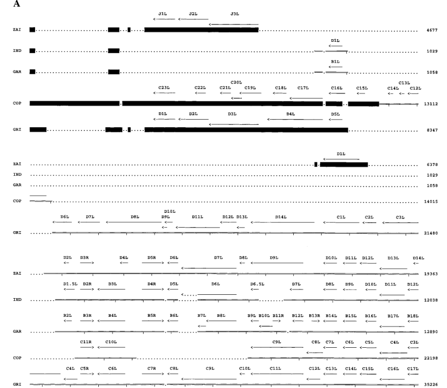 Comparison of ORFs in the left (A) and right (B) terminal variable regions of MPV with corresponding genomic fragments of other Orthopoxviruses