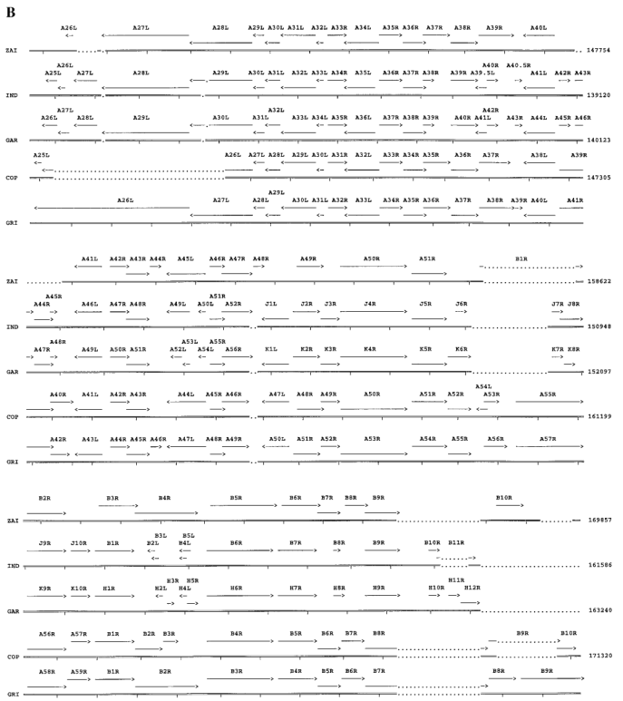 Comparison of ORFs in the left (A) and right (B) terminal variable regions of MPV with corresponding genomic fragments of other Orthopoxviruses