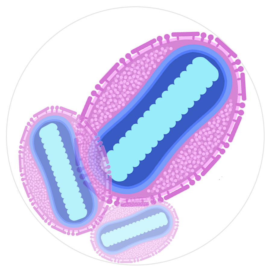 猴痘病毒檢測方法