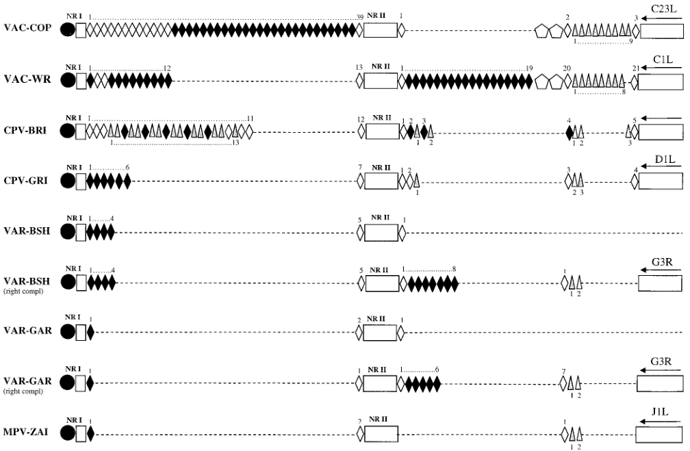 MPV和其他正痘病毒ITR區域內串聯重復模式