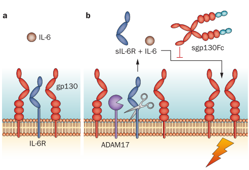IL-6生物學功能
