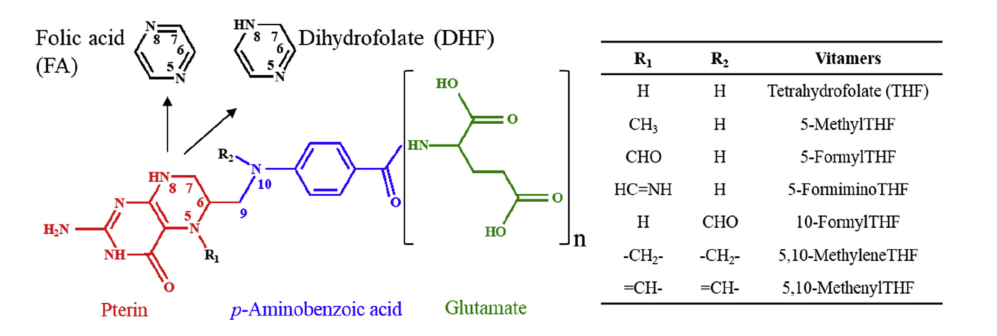 葉酸（Folate）的結構