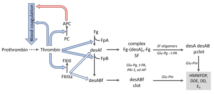 凝血激活、纖溶及蛋白C系統(tǒng)中的分子相互作用
