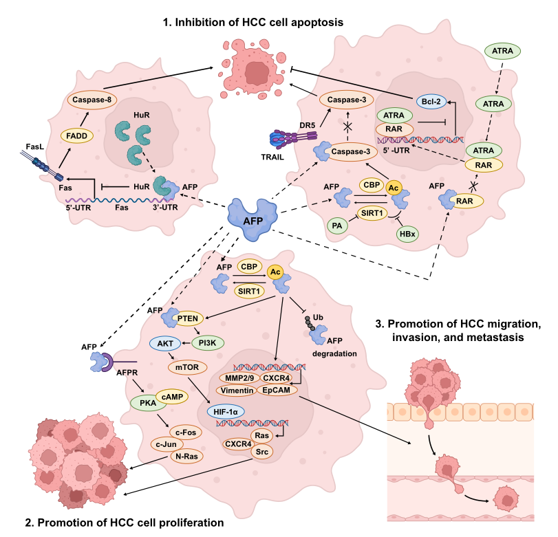 AFP與HCC相關的生物學途徑