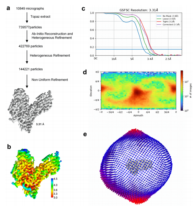 hAFP冷凍電鏡分析
