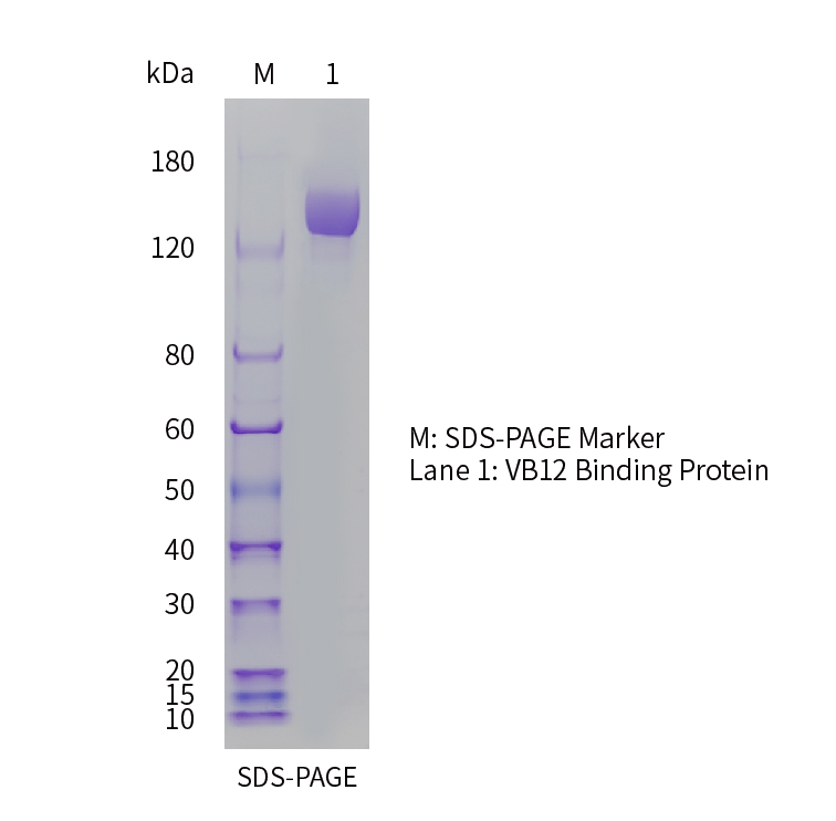 C1716-SDS-PAGE C1770-SDS-PAGE